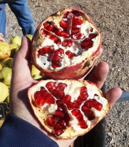 https://www.reviewjournal.com/wp-content/uploads/2014/11/web1_copy_ripe-pomegranate-compressed-and-cropped.jpg?w=421