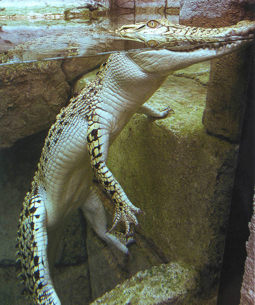 A golden crocodile at Shark Reef Aquarium at Mandalay Bay. The