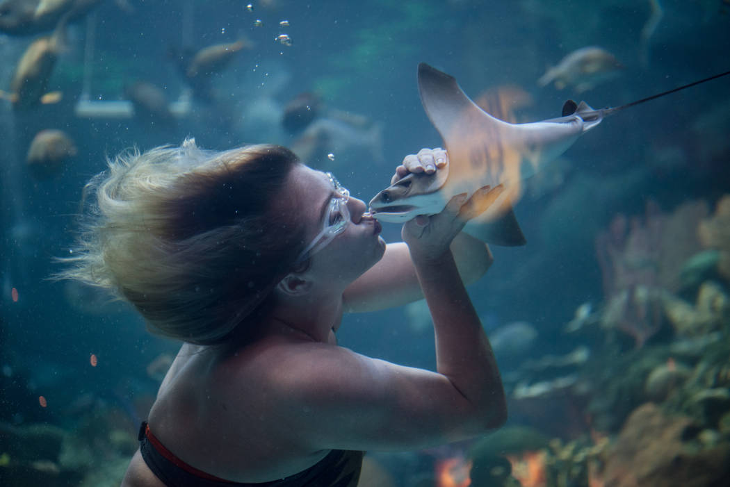 Nicole Grant kisses a sting ray during her mermaid show at the Silverton on  Thursday, Aug. 24, 2017, in Las Vegas. Morgan Lieberman Las Vegas  Review-Journal | Las Vegas Review-Journal