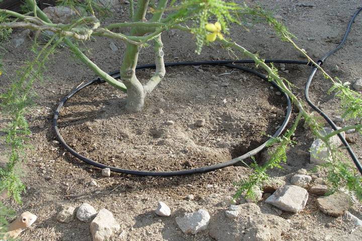 Irrigated trees using a hose and a little metal sprinkler to rehydrate the root zone. (Maureen ...