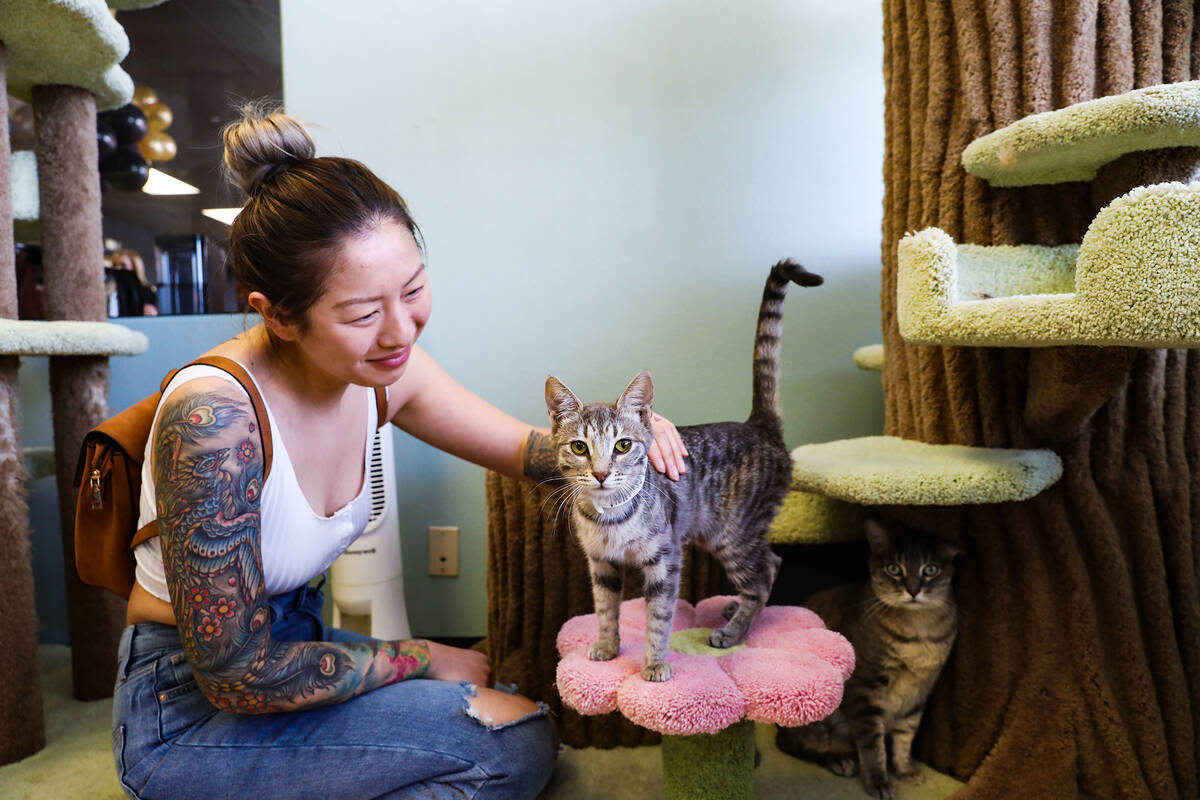 Coffee, snacks and adopting cats are on the menu at new cafe, Food