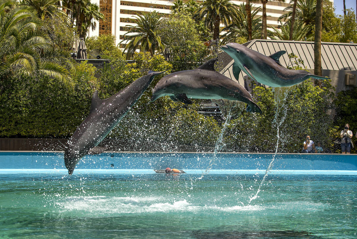 Las Vegas Strip dolphins have new home at Sea World, Kats, Entertainment