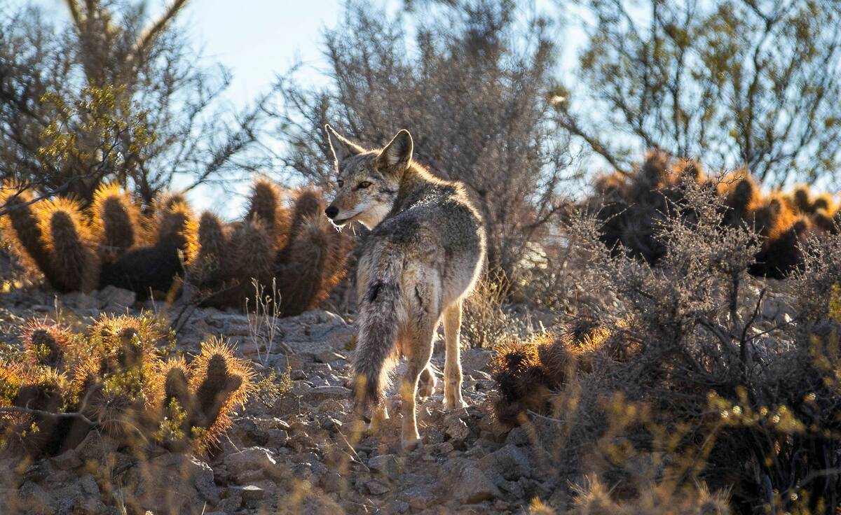 The Desert Dogs (Arizona Coyotes) 