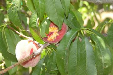Bird pecked peaches. The birds know when fruit is ripe enough to eat. Start harvesting them the ...
