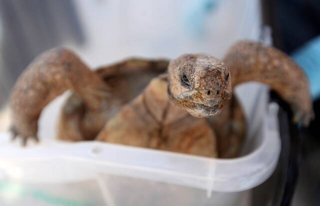 A desert tortoise tries to escape from a container at the Desert Tortoise Conservation Center i ...