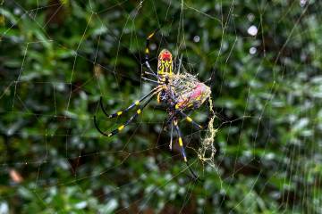 The Joro spider, a large spider native to East Asia, is seen in Johns Creek, Ga., Oct. 24, 2021 ...