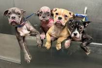 The Animal Foundation announced on Thursday, June 6, 2024, that the organization rescued four p ...