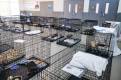 ‘Past critical capacity’: Shelter flooded with over 1K animals in 12 days