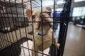 ‘Past critical capacity’: Las Vegas shelter stuffed with over 1K animals in 12 days