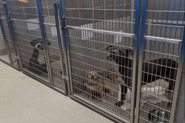 Dogs are seen in kennels at The Animal Foundation in Las Vegas. (Courtesy The Animal Foundation)