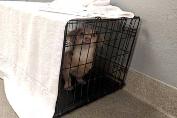 A dog is seen in a kennel at The Animal Foundation in Las Vegas. (Courtesy The Animal Foundation)